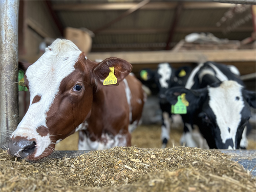 Mycotoxins in 2025: What the Data is Telling Us and Why It Matters on Farm